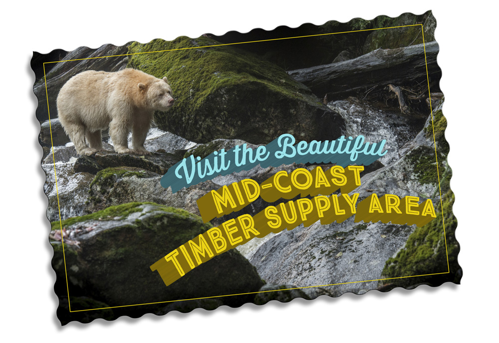 Great Bear Rainforest postcard